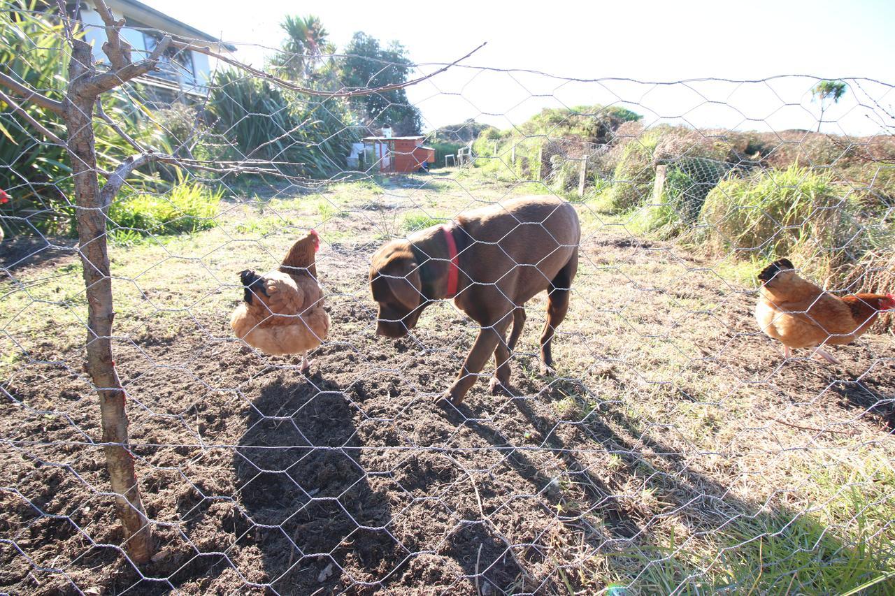 Hotel The Red Hen And Dog Ohope Zewnętrze zdjęcie